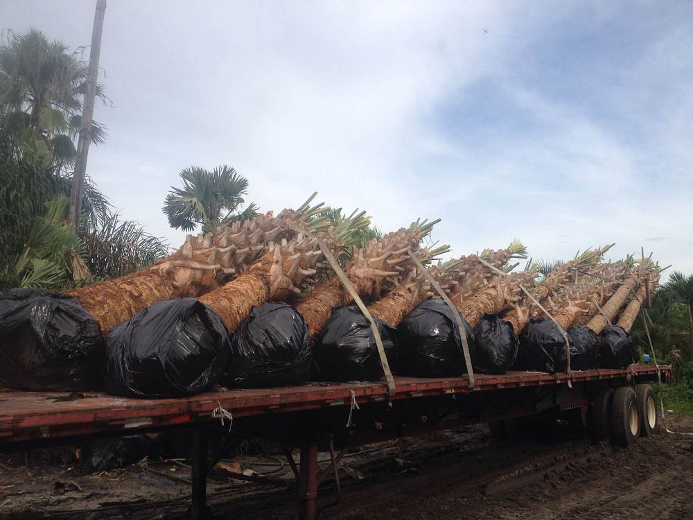 sabal-palmetto-cabbage-palm