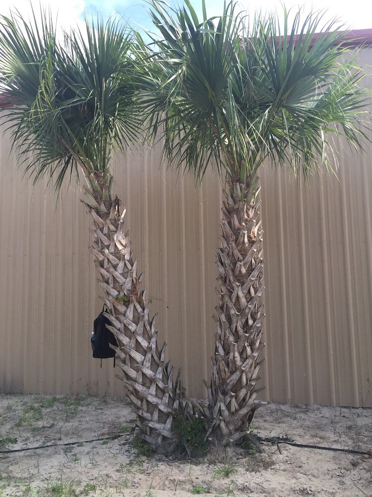 sabal-palmetto-cabbage-palm
