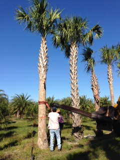 sabal-palmetto-cabbage-palm