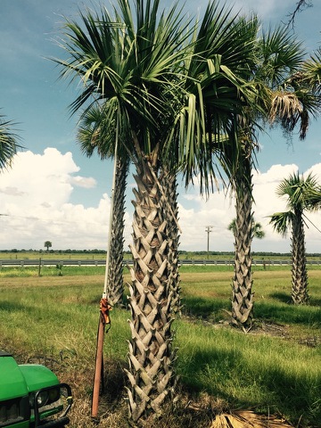 sabal-palmetto-cabbage-palm
