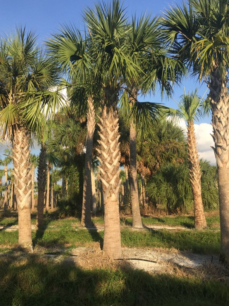 sabal-palmetto-cabbage-palm