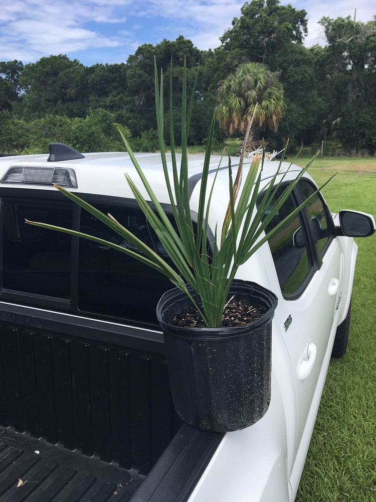 sabal-palmetto-cabbage-palm