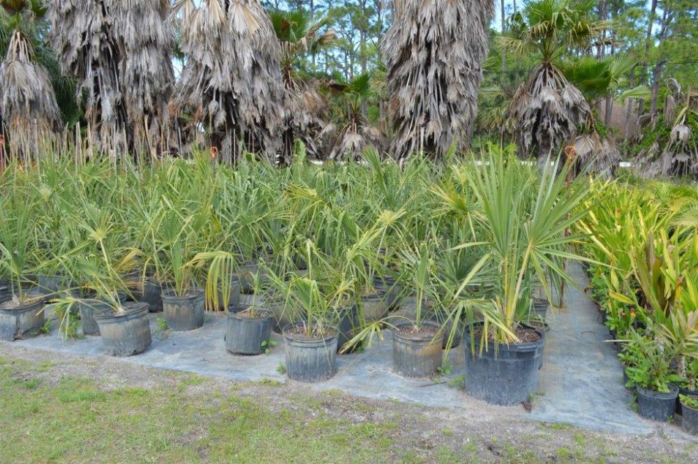 sabal-palmetto-cabbage-palm