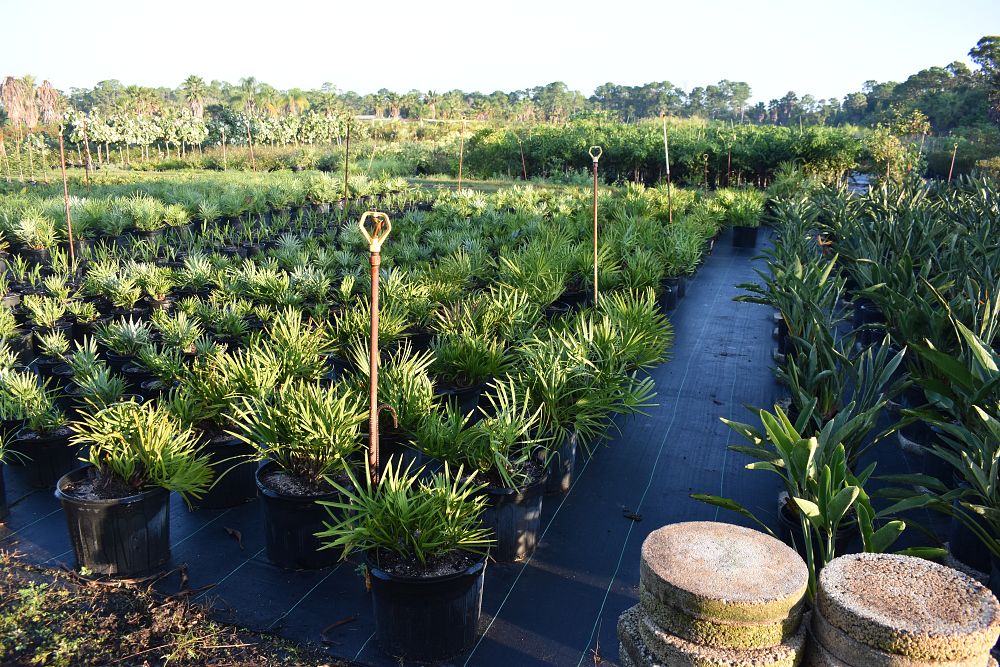 sabal-palmetto-cabbage-palm