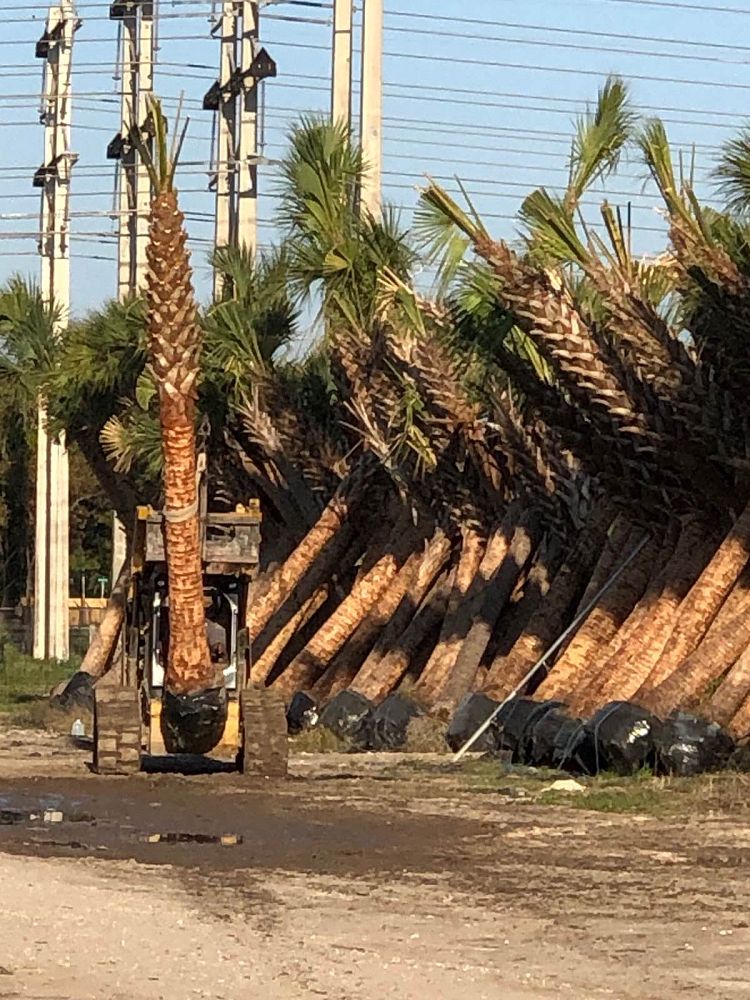 sabal-palmetto-cabbage-palm