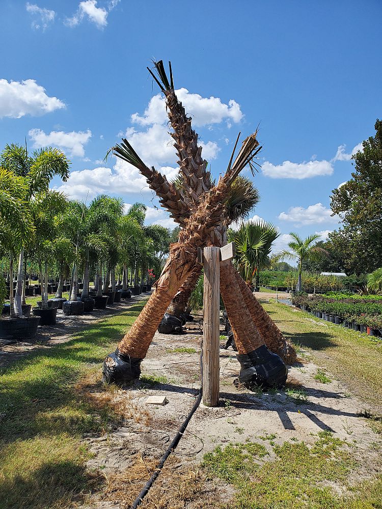 sabal-palmetto-cabbage-palm