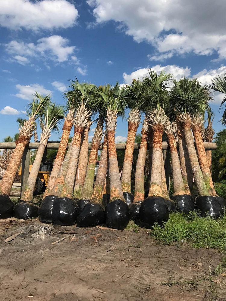 sabal-palmetto-cabbage-palm