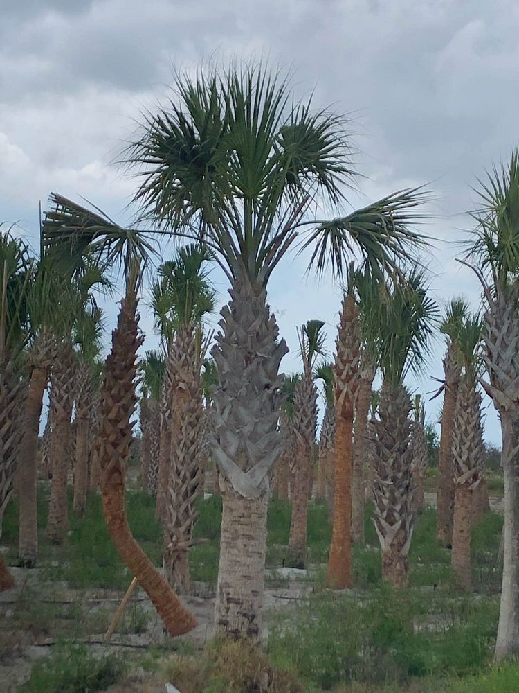 sabal-palmetto-cabbage-palm