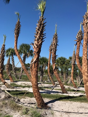sabal-palmetto-cabbage-palm