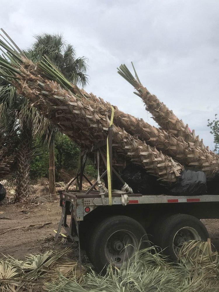 sabal-palmetto-cabbage-palm