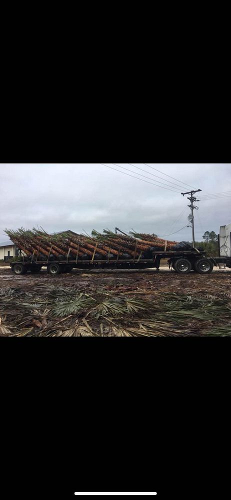 sabal-palmetto-cabbage-palm