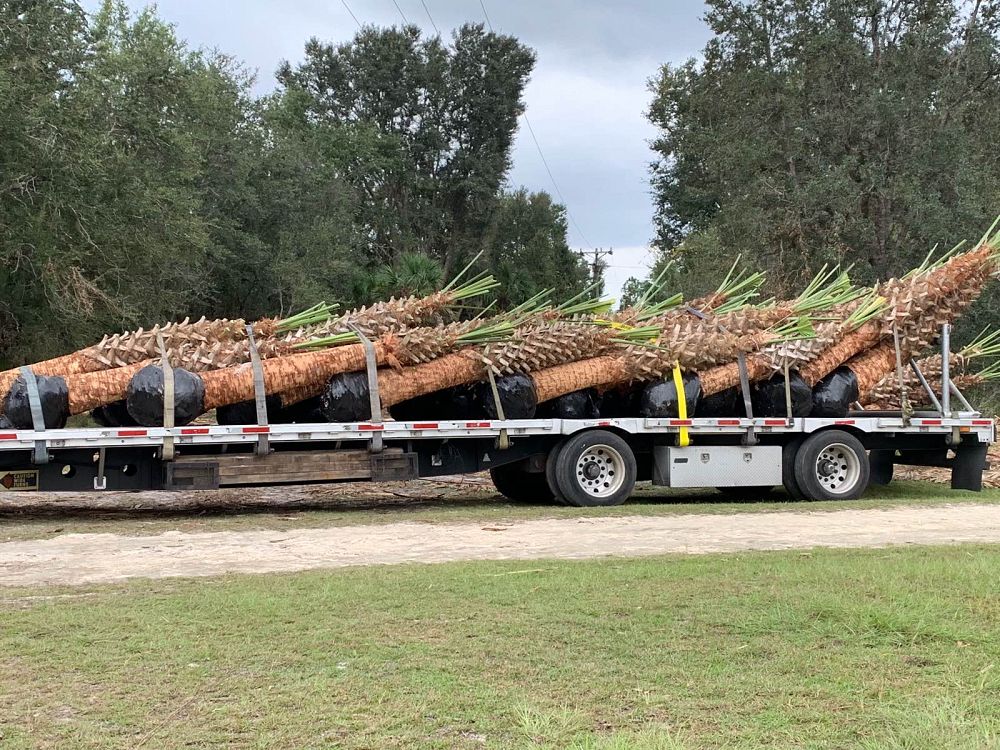 sabal-palmetto-cabbage-palm