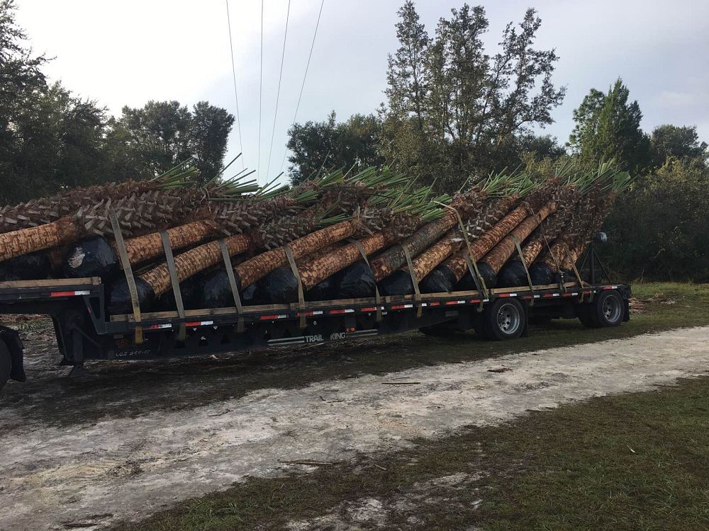 sabal-palmetto-cabbage-palm
