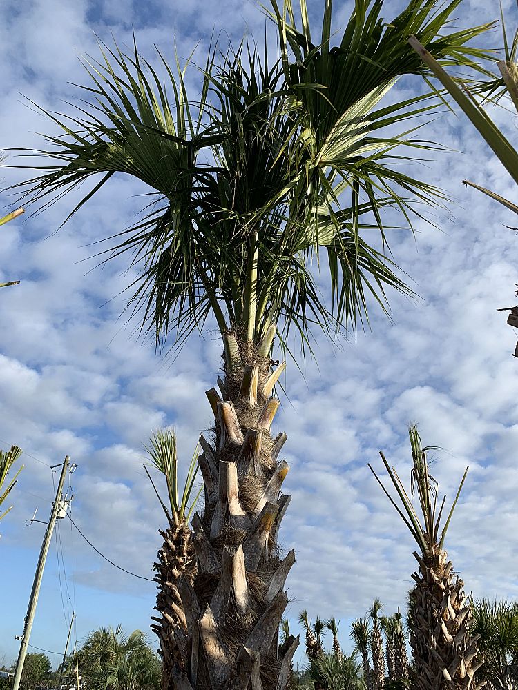 sabal-palmetto-cabbage-palm