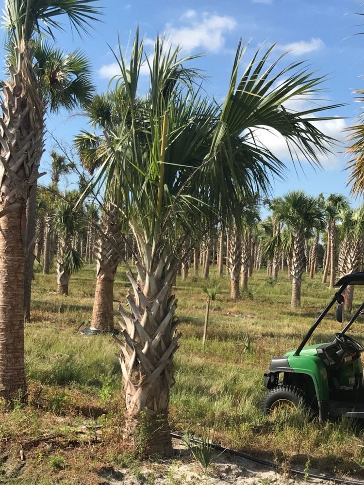 sabal-palmetto-cabbage-palm