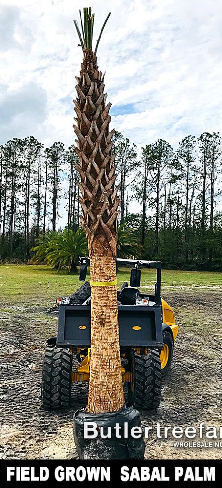 sabal-palmetto-cabbage-palm