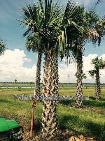 sabal-palmetto-cabbage-palm