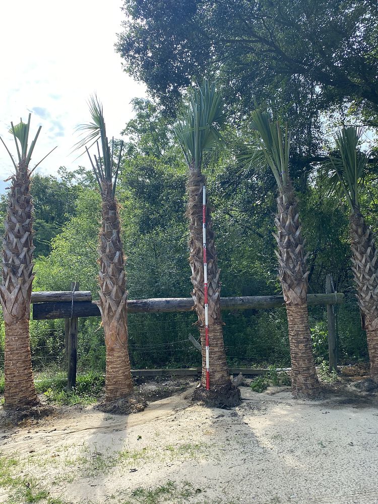 sabal-palmetto-cabbage-palm