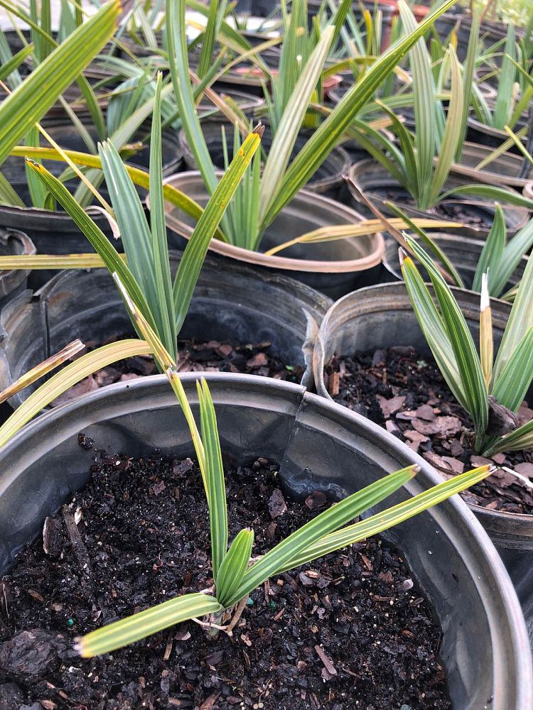 sabal-palmetto-cabbage-palm