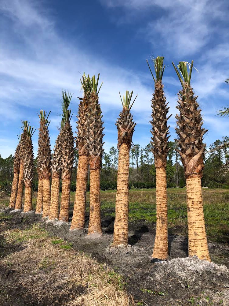 sabal-palmetto-cabbage-palm
