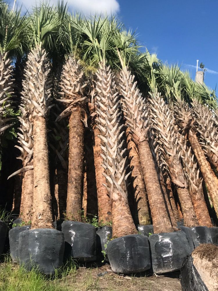 sabal-palmetto-cabbage-palm