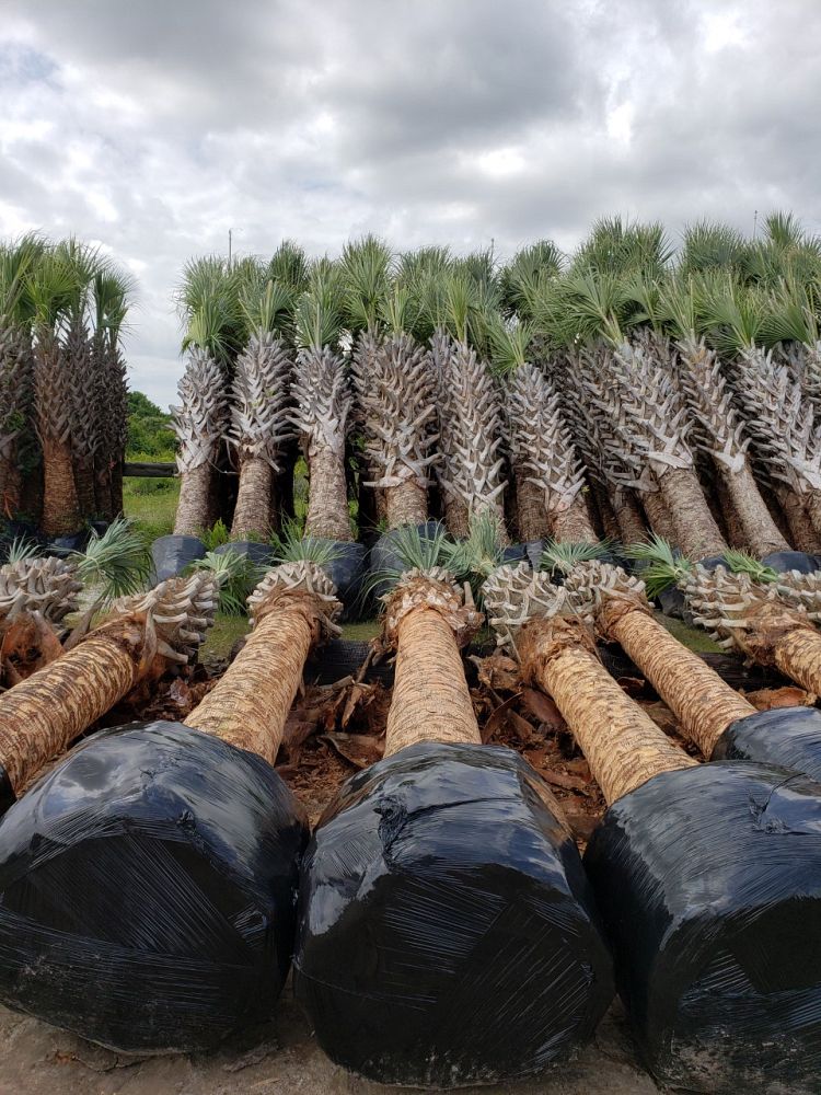 sabal-palmetto-cabbage-palm