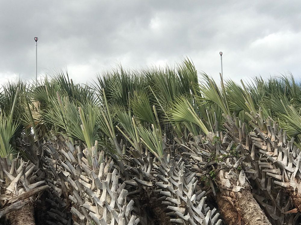 sabal-palmetto-cabbage-palm