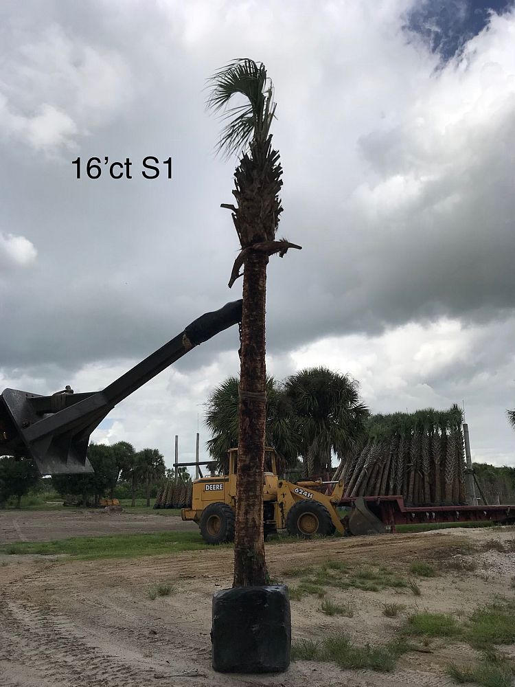 sabal-palmetto-cabbage-palm