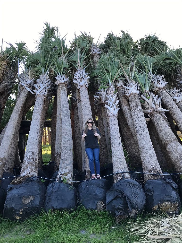 sabal-palmetto-cabbage-palm