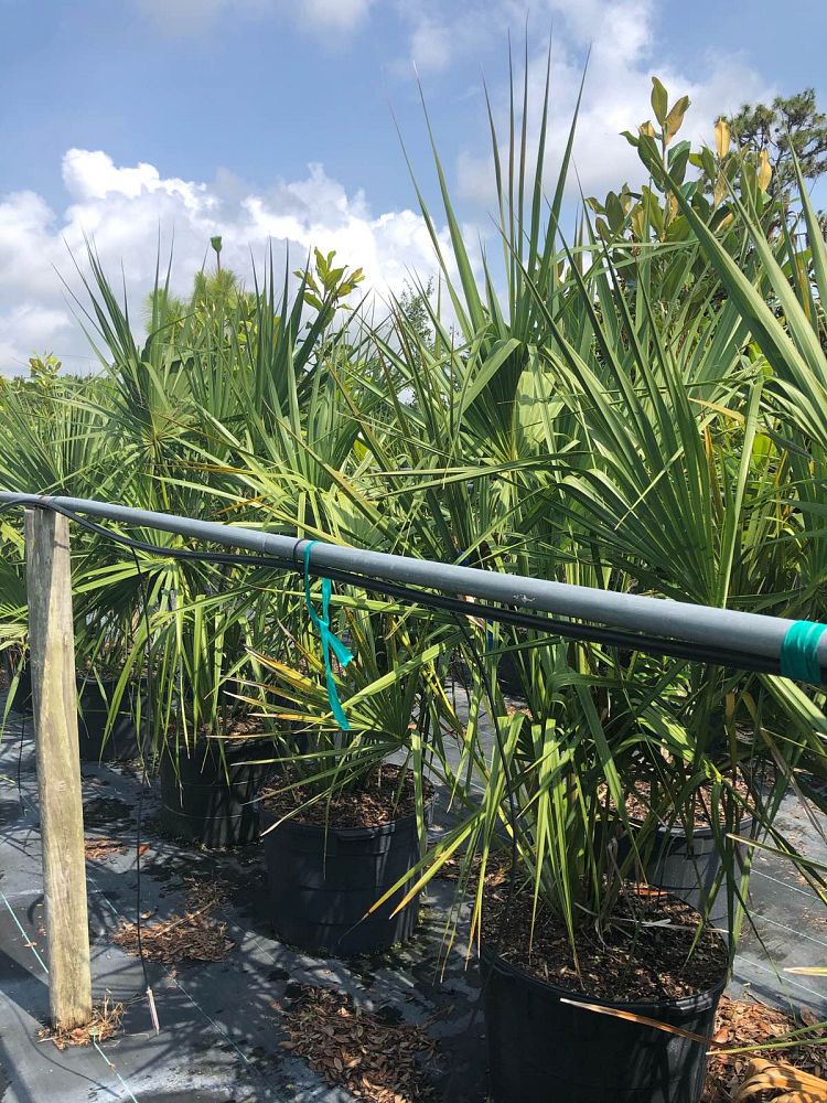 sabal-palmetto-cabbage-palm