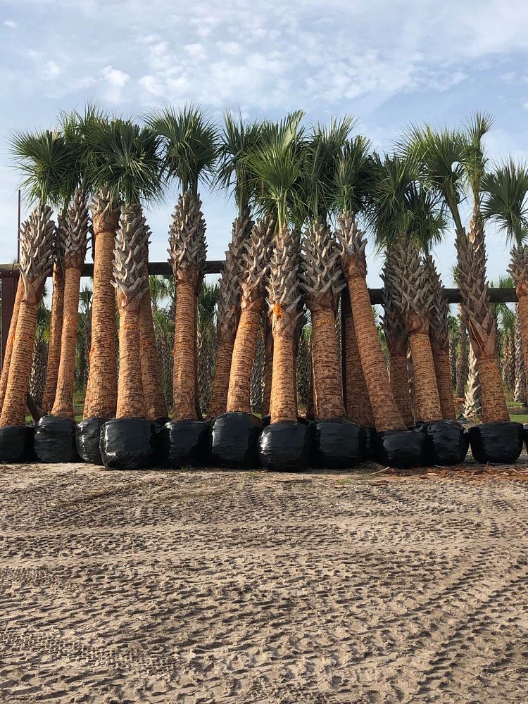 sabal-palmetto-cabbage-palm