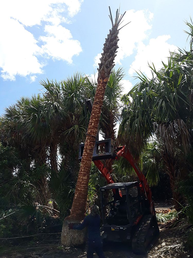 sabal-palmetto-cabbage-palm