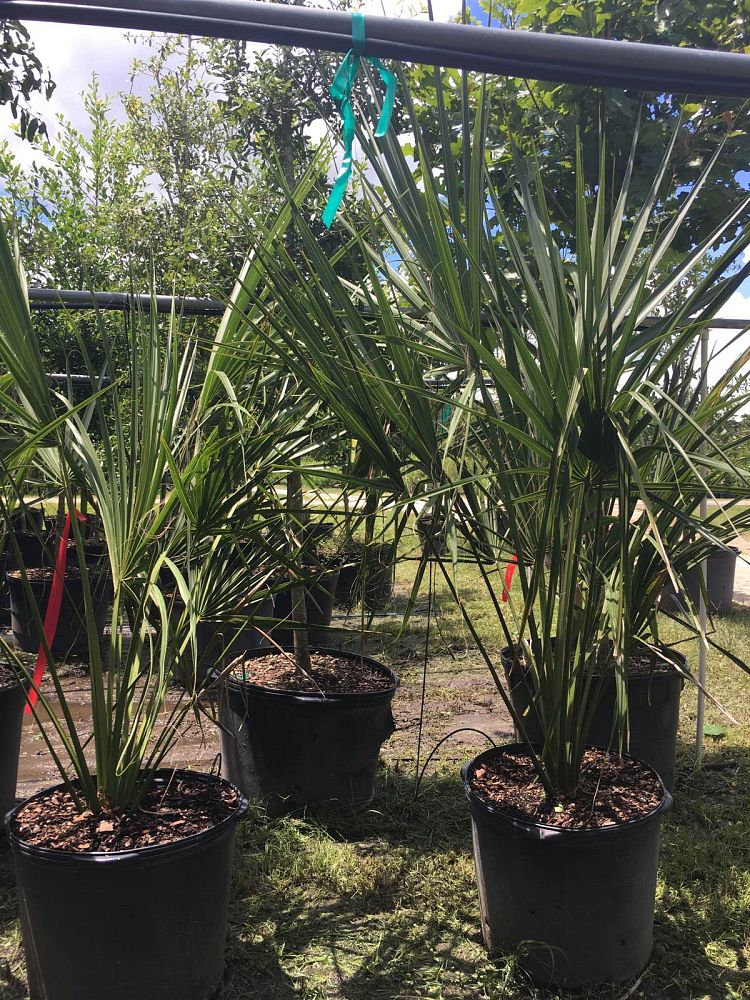 sabal-palmetto-cabbage-palm
