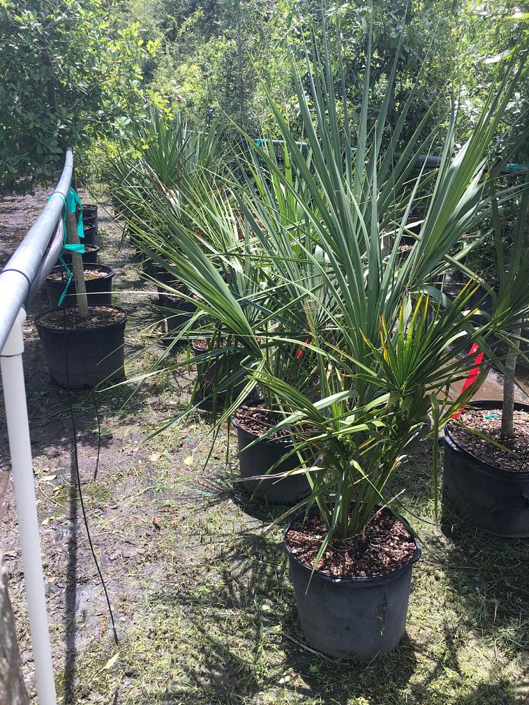 sabal-palmetto-cabbage-palm
