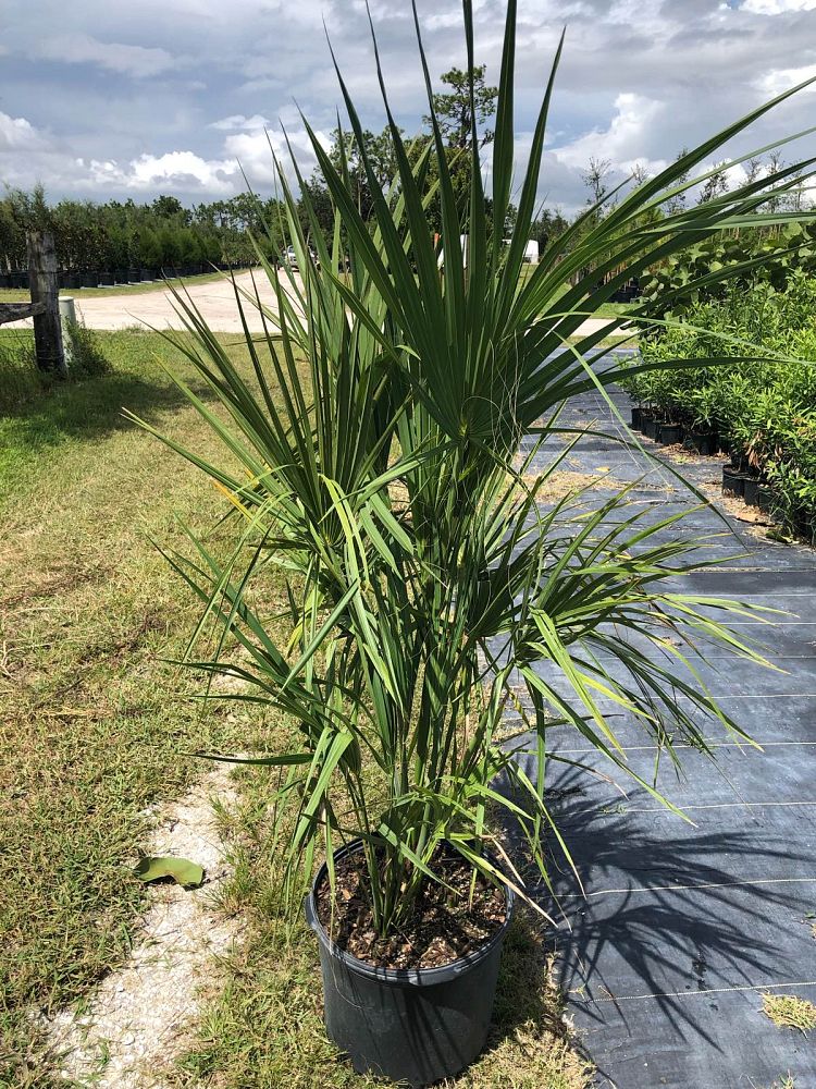 sabal-palmetto-cabbage-palm