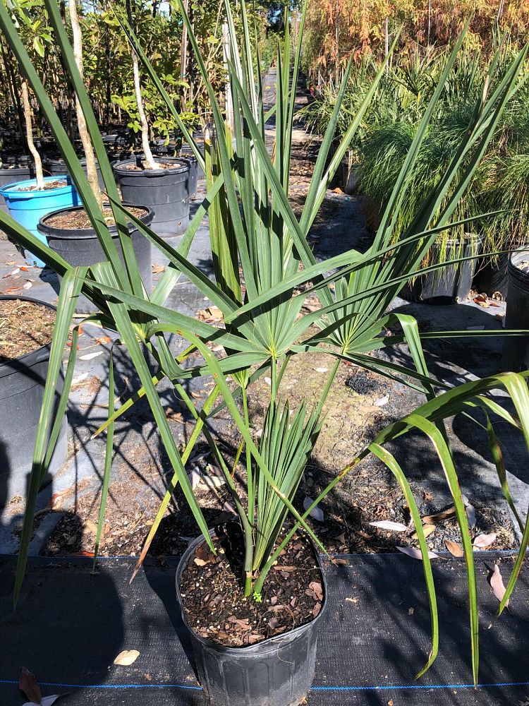 sabal-palmetto-cabbage-palm