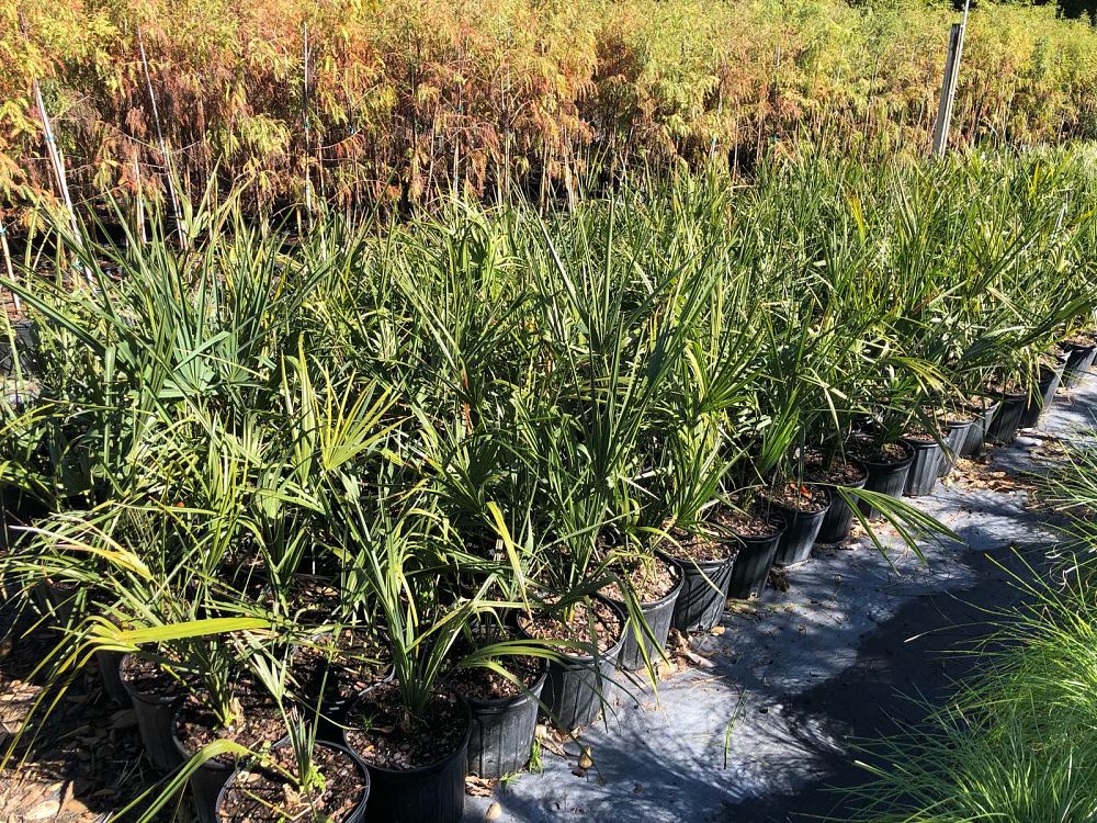 sabal-palmetto-cabbage-palm