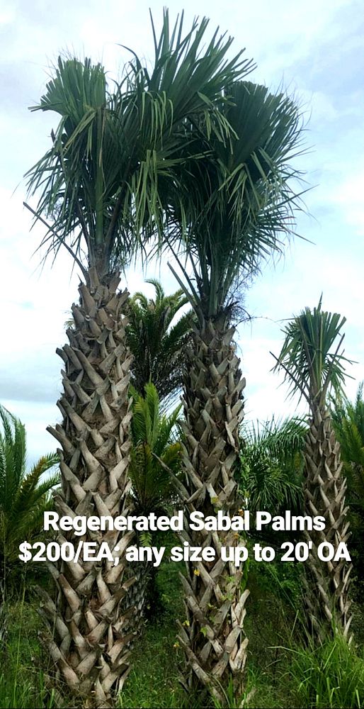 sabal-palmetto-cabbage-palm