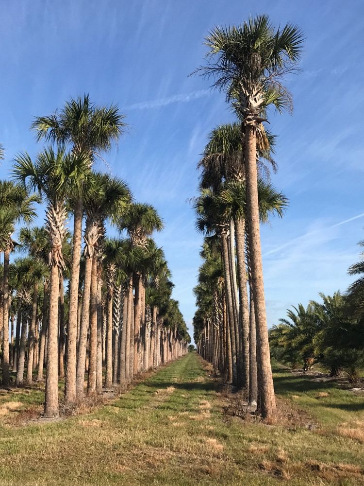 sabal-palmetto-cabbage-palm