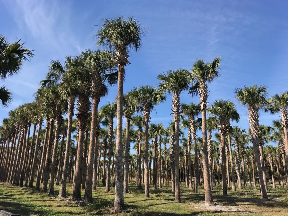 sabal-palmetto-cabbage-palm