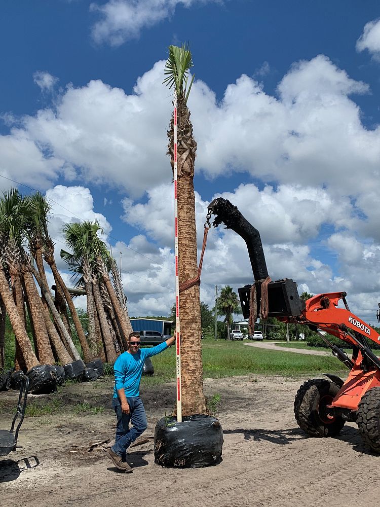 sabal-palmetto-cabbage-palm