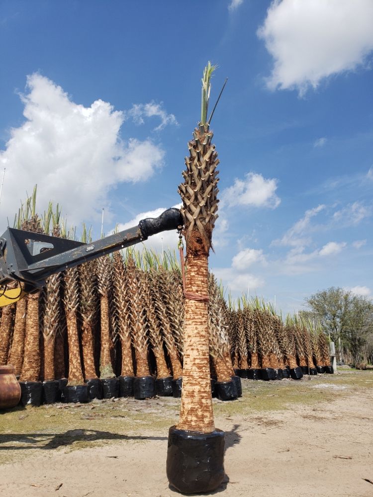 sabal-palmetto-cabbage-palm