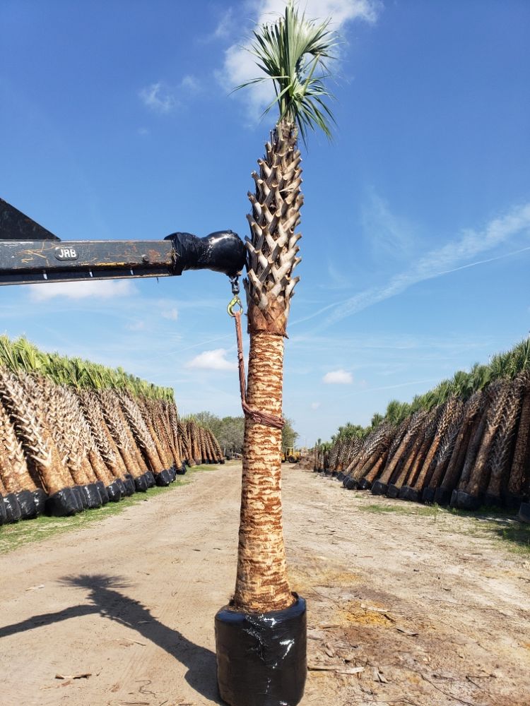 sabal-palmetto-cabbage-palm