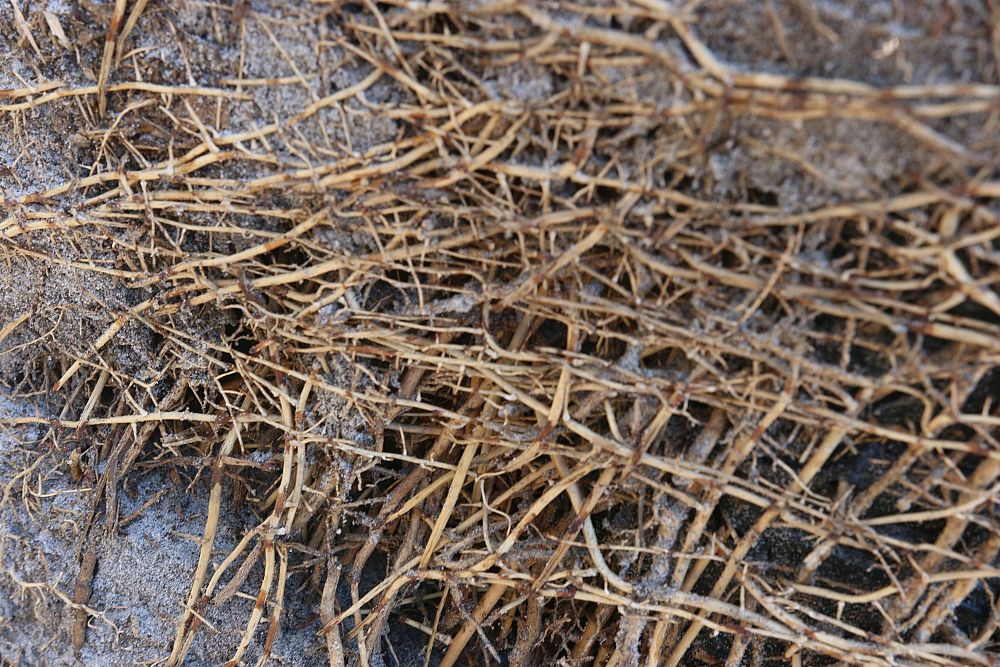 sabal-palmetto-cabbage-palm