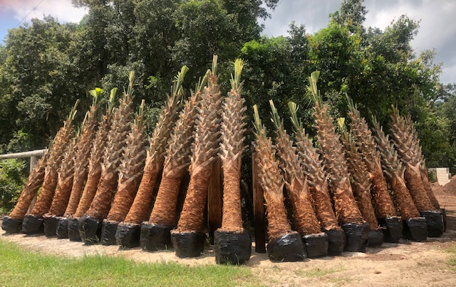 sabal-palmetto-cabbage-palm