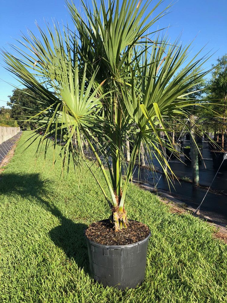sabal-palmetto-cabbage-palm