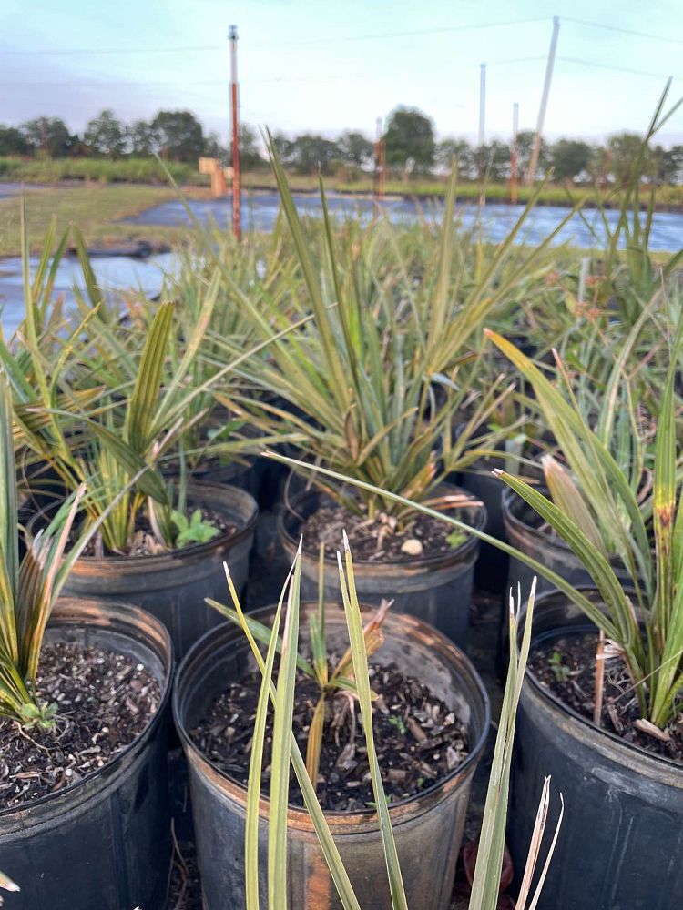 sabal-palmetto-cabbage-palm