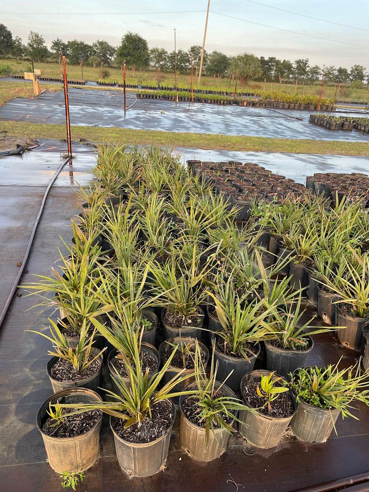 sabal-palmetto-cabbage-palm