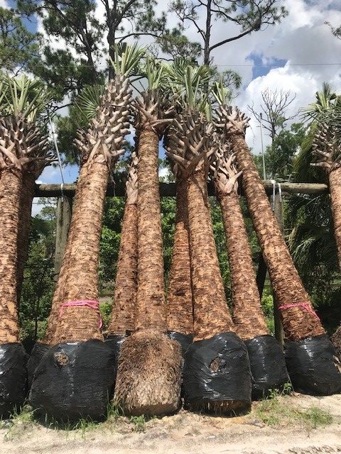 sabal-palmetto-cabbage-palm