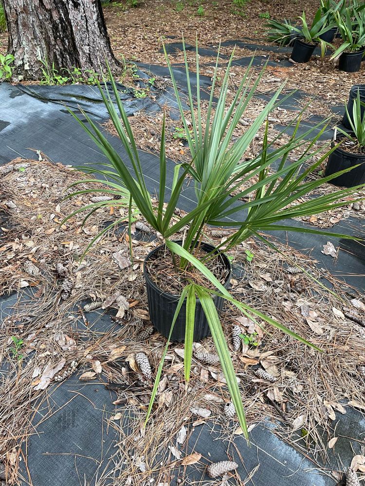 sabal-palmetto-cabbage-palm
